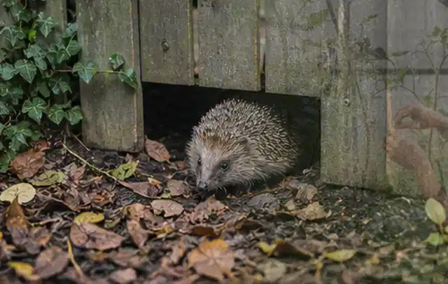 Igel nutzt einen bodennahen Durchgang unter einem hölzernen Gartenzaun; Thema Wühlmäuse, Schwerpunkt Saison; Kontrolle.