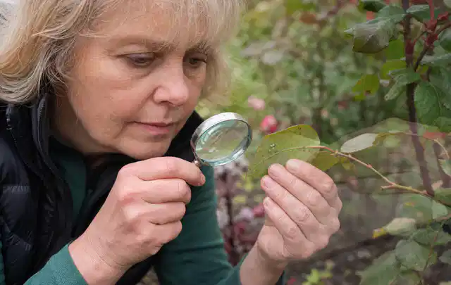 Person untersucht Blätter im Garten auf Schädlinge und Krankheitssymptome; Thema Wühlmäuse, Schwerpunkt Saison; Praxisalltag.