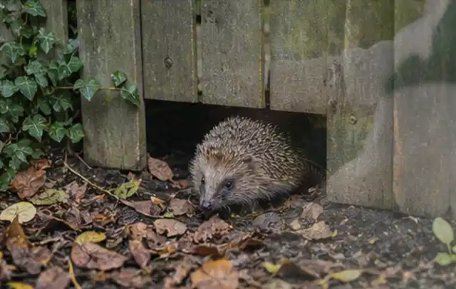 Igel nutzt einen bodennahen Durchgang unter einem hölzernen Gartenzaun; Thema Wühlmäuse, Schwerpunkt Schadbild; Praxisalltag.