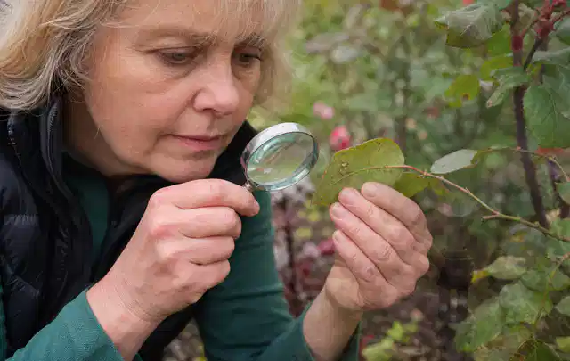 Person untersucht Blätter im Garten auf Schädlinge und Krankheitssymptome; Thema Wühlmäuse, Schwerpunkt Schädlinge Krankheiten; Umsetzung.