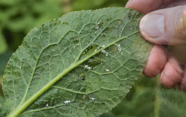 Hand hält ein Blatt mit kleinen hellen Schädlingen auf der Unterseite; Thema Wühlmäuse, Schwerpunkt Schädlinge Krankheiten; Kontrolle.