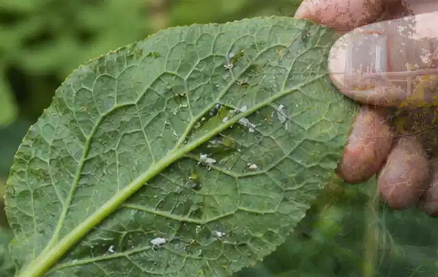 Hand hält ein Blatt mit kleinen hellen Schädlingen auf der Unterseite; Thema Wühlmäuse, Schwerpunkt Soforthilfe; Praxisalltag.