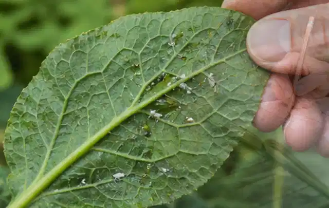 Hand hält ein Blatt mit kleinen hellen Schädlingen auf der Unterseite; Thema Wühlmäuse, Schwerpunkt Ursachen; Umsetzung.