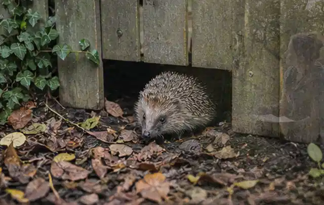 Igel nutzt einen bodennahen Durchgang unter einem hölzernen Gartenzaun; Thema Wühlmäuse, Schwerpunkt Ursachen; Praxisalltag.