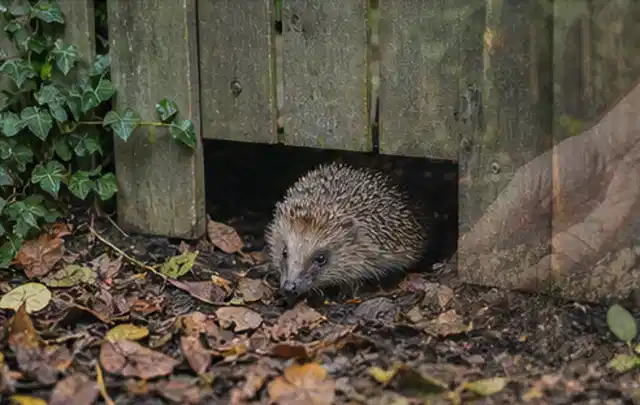Igel nutzt einen bodennahen Durchgang unter einem hölzernen Gartenzaun; Thema Wühlmäuse, Schwerpunkt Vorbeugung; Ausgangslage.