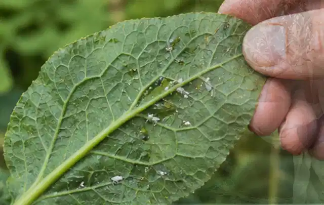 Hand hält ein Blatt mit kleinen hellen Schädlingen auf der Unterseite; Thema Wühlmäuse, Schwerpunkt Vorbeugung; Praxisalltag.