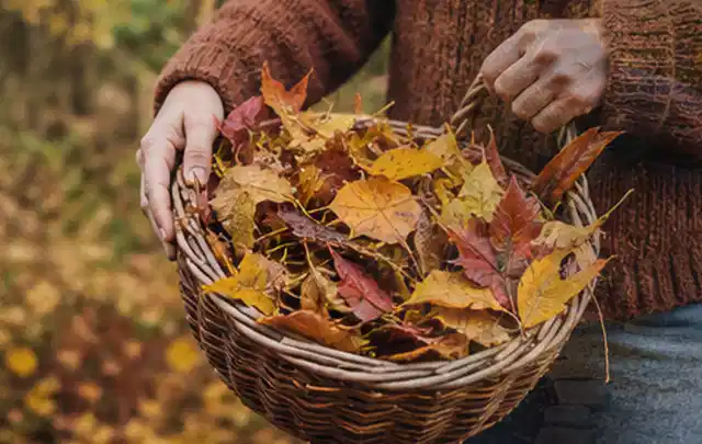 Person sammelt farbiges Herbstlaub in einem geflochtenen Gartenkorb; Thema Zierrasen, Schwerpunkt Bewässerung; Ausgangslage.