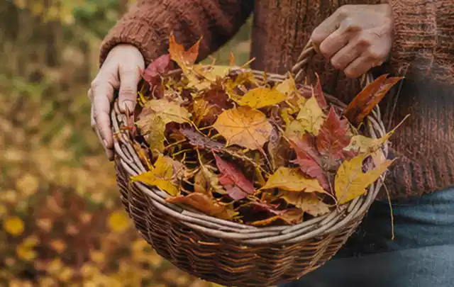 Person sammelt farbiges Herbstlaub in einem geflochtenen Gartenkorb; Thema Zierrasen, Schwerpunkt Bodenpflege; Ausgangslage.