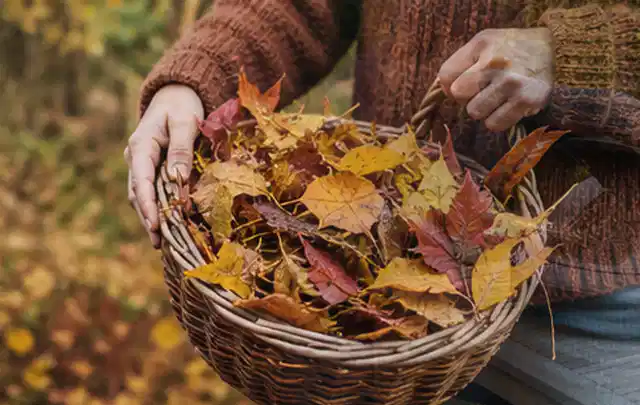 Person sammelt farbiges Herbstlaub in einem geflochtenen Gartenkorb; Thema Zierrasen, Schwerpunkt Checkliste; Ergebnis.