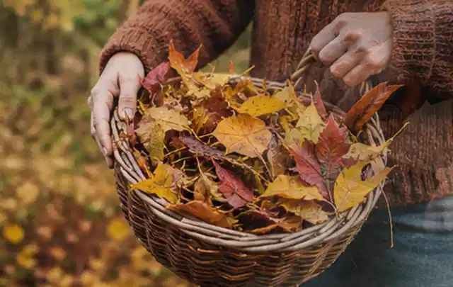 Person sammelt farbiges Herbstlaub in einem geflochtenen Gartenkorb; Thema Zierrasen, Schwerpunkt Einsteigerwissen; Ausgangslage.