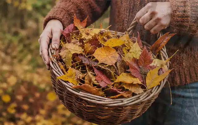 Person sammelt farbiges Herbstlaub in einem geflochtenen Gartenkorb; Thema Zierrasen, Schwerpunkt Fehlerhilfe; Umsetzung.