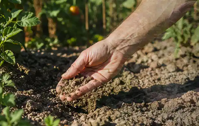 Hand prüft trockene krümelige Gartenerde während einer warmen Sommerphase; Thema Zierrasen, Schwerpunkt Fehlerhilfe; Kontrolle.