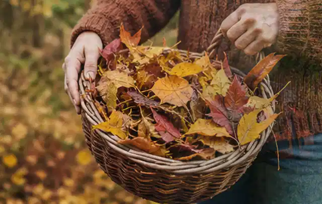 Person sammelt farbiges Herbstlaub in einem geflochtenen Gartenkorb; Thema Zierrasen, Schwerpunkt Hitzeschutz; Umsetzung.