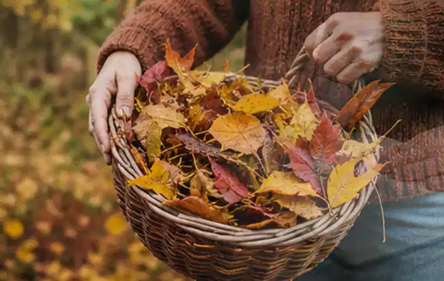 Person sammelt farbiges Herbstlaub in einem geflochtenen Gartenkorb; Thema Zierrasen, Schwerpunkt Kosten; Praxisalltag.