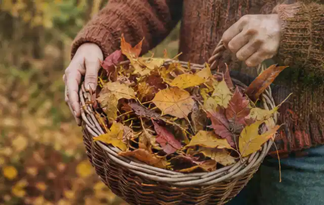 Person sammelt farbiges Herbstlaub in einem geflochtenen Gartenkorb; Thema Zierrasen, Schwerpunkt Moos; Kontrolle.