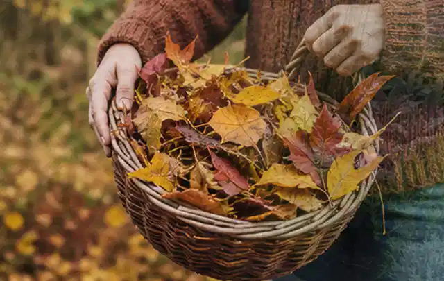 Person sammelt farbiges Herbstlaub in einem geflochtenen Gartenkorb; Thema Zierrasen, Schwerpunkt Neuanlage; Umsetzung.