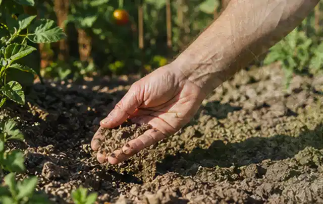 Hand prüft trockene krümelige Gartenerde während einer warmen Sommerphase; Thema Zierrasen, Schwerpunkt Rasen; Umsetzung.