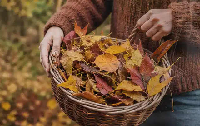 Person sammelt farbiges Herbstlaub in einem geflochtenen Gartenkorb; Thema Zierrasen, Schwerpunkt Rasen; Ergebnis.