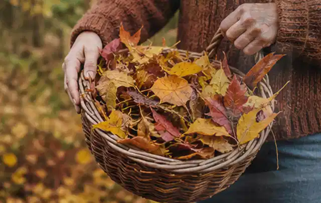 Person sammelt farbiges Herbstlaub in einem geflochtenen Gartenkorb; Thema Zierrasen, Schwerpunkt Rasengesundheit; Ausgangslage.