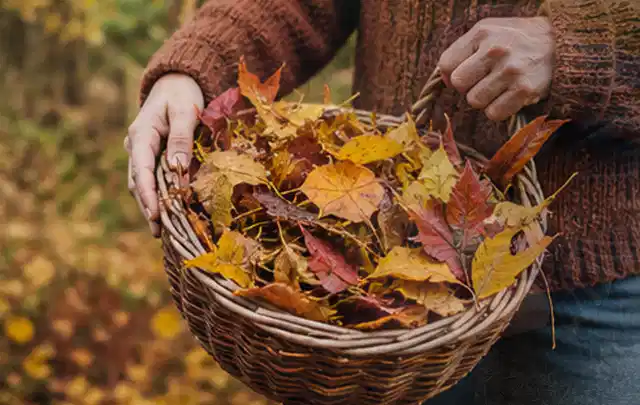 Person sammelt farbiges Herbstlaub in einem geflochtenen Gartenkorb; Thema Zierrasen, Schwerpunkt Rasenschnitt; Umsetzung.