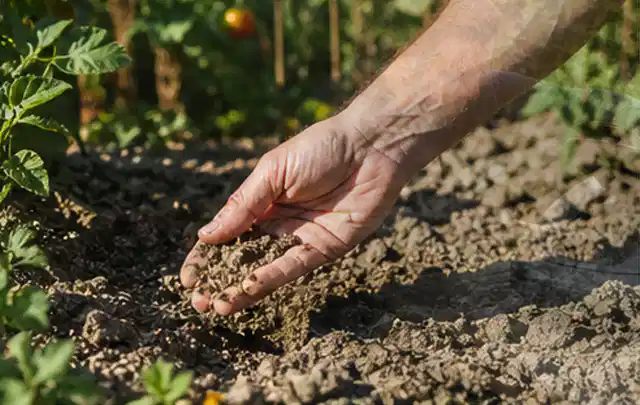 Hand prüft trockene krümelige Gartenerde während einer warmen Sommerphase; Thema Zierrasen, Schwerpunkt Rasenschnitt; Kontrolle.