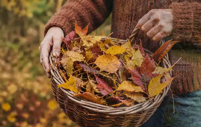 Person sammelt farbiges Herbstlaub in einem geflochtenen Gartenkorb; Thema Zierrasen, Schwerpunkt Sommerpflege; Praxisalltag.