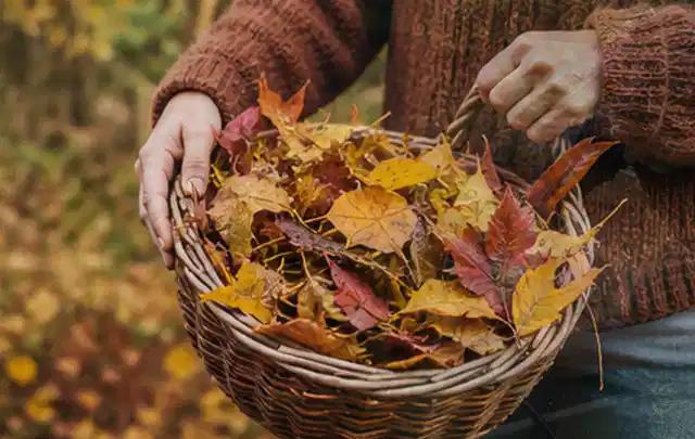Person sammelt farbiges Herbstlaub in einem geflochtenen Gartenkorb; Thema Zierrasen, Schwerpunkt Winterpflege; Umsetzung.