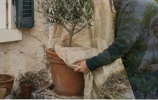 Person umhüllt eine mediterrane Kübelpflanze mit atmungsaktivem Winterschutz; Thema Zimmerpflanzen, Schwerpunkt Bewässerung; Ausgangslage.