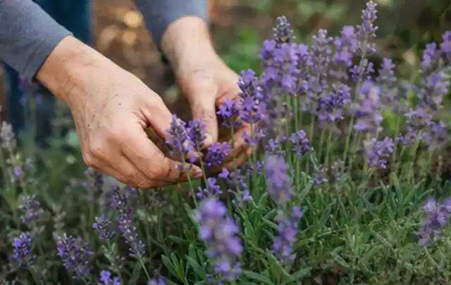 Hände pflegen blühenden Lavendel in einem natürlich angelegten Gartenbeet; Thema Zimmerpflanzen, Schwerpunkt Bewässerung; Kontrolle.