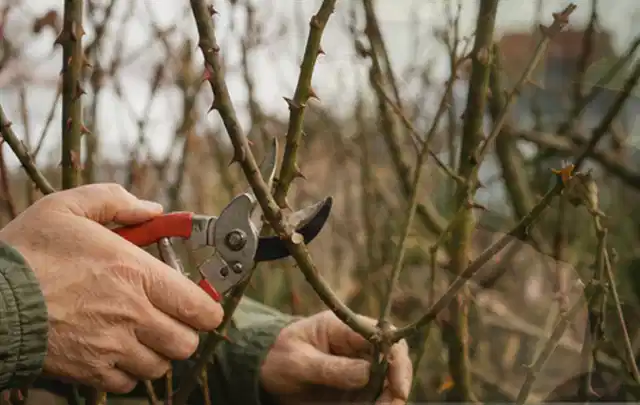 Hände schneiden einen älteren Rosenstrauch mit einer sauberen Gartenschere; Thema Zimmerpflanzen, Schwerpunkt Bewässerung; Praxisalltag.