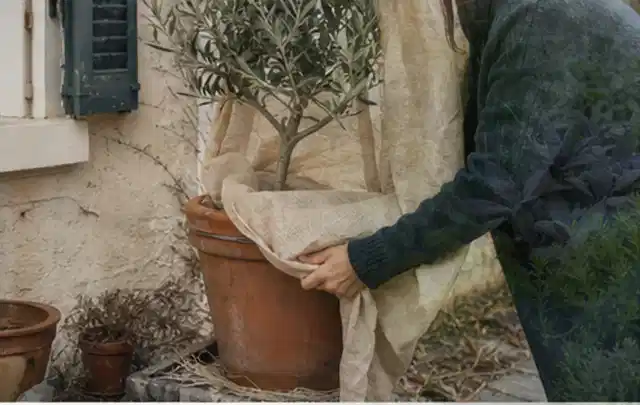 Person umhüllt eine mediterrane Kübelpflanze mit atmungsaktivem Winterschutz; Thema Zimmerpflanzen, Schwerpunkt Düngung; Umsetzung.