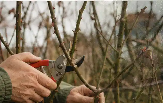 Hände schneiden einen älteren Rosenstrauch mit einer sauberen Gartenschere; Thema Zimmerpflanzen, Schwerpunkt Düngung; Kontrolle.
