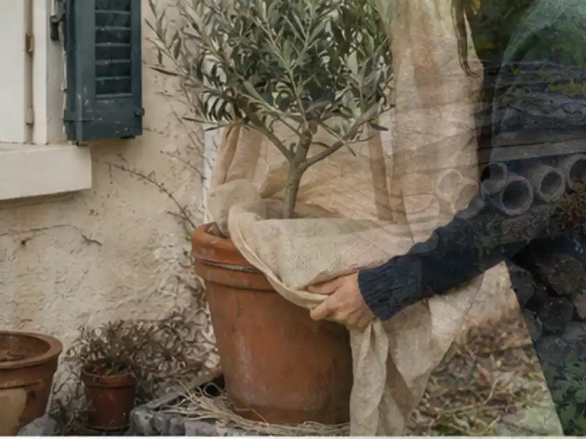 Person umhüllt eine mediterrane Kübelpflanze mit atmungsaktivem Winterschutz; Thema Zimmerpflanzen, Schwerpunkt Einsteigerwissen; Titelbild.
