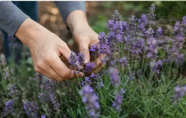 Hände pflegen blühenden Lavendel in einem natürlich angelegten Gartenbeet; Thema Zimmerpflanzen, Schwerpunkt Einsteigerwissen; Ausgangslage.