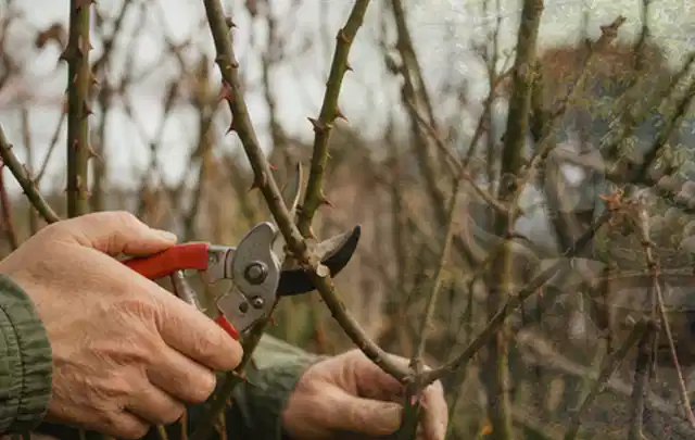Hände schneiden einen älteren Rosenstrauch mit einer sauberen Gartenschere; Thema Zimmerpflanzen, Schwerpunkt Einsteigerwissen; Umsetzung.