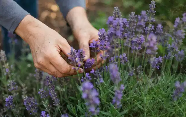 Hände pflegen blühenden Lavendel in einem natürlich angelegten Gartenbeet; Thema Zimmerpflanzen, Schwerpunkt Fehlerhilfe; Kontrolle.