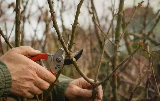 Hände schneiden einen älteren Rosenstrauch mit einer sauberen Gartenschere; Thema Zimmerpflanzen, Schwerpunkt Fehlerhilfe; Ergebnis.