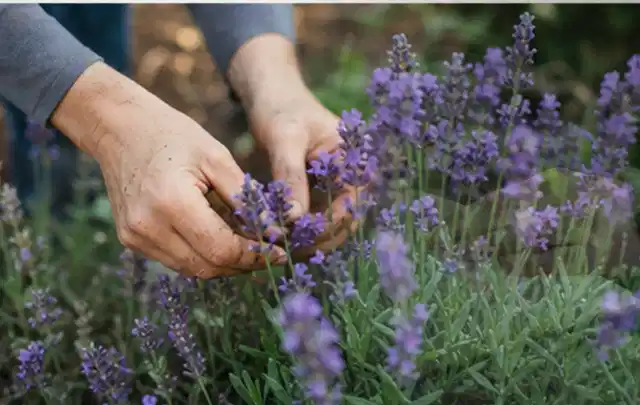 Hände pflegen blühenden Lavendel in einem natürlich angelegten Gartenbeet; Thema Zimmerpflanzen, Schwerpunkt Gartenpraxis; Ausgangslage.