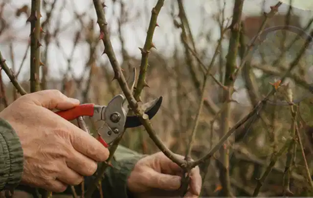 Hände schneiden einen älteren Rosenstrauch mit einer sauberen Gartenschere; Thema Zimmerpflanzen, Schwerpunkt Gartenpraxis; Ergebnis.