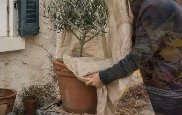 Person umhüllt eine mediterrane Kübelpflanze mit atmungsaktivem Winterschutz; Thema Zimmerpflanzen, Schwerpunkt Jahrespflege; Praxisalltag.