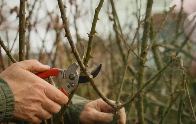 Hände schneiden einen älteren Rosenstrauch mit einer sauberen Gartenschere; Thema Zimmerpflanzen, Schwerpunkt Kaufberatung; Ausgangslage.