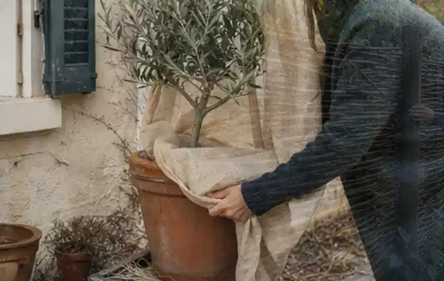 Person umhüllt eine mediterrane Kübelpflanze mit atmungsaktivem Winterschutz; Thema Zimmerpflanzen, Schwerpunkt Kaufberatung; Umsetzung.