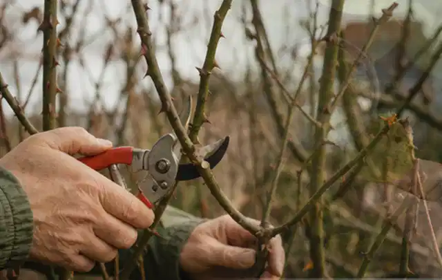 Hände schneiden einen älteren Rosenstrauch mit einer sauberen Gartenschere; Thema Zimmerpflanzen, Schwerpunkt Pflanzen; Kontrolle.