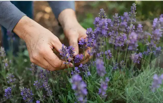 Hände pflegen blühenden Lavendel in einem natürlich angelegten Gartenbeet; Thema Zimmerpflanzen, Schwerpunkt Pflanzen; Ergebnis.