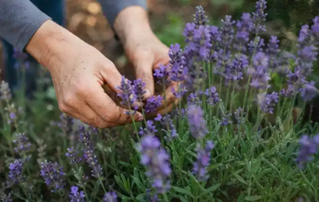 Hände pflegen blühenden Lavendel in einem natürlich angelegten Gartenbeet; Thema Zimmerpflanzen, Schwerpunkt Pflanzenschutz; Praxisalltag.