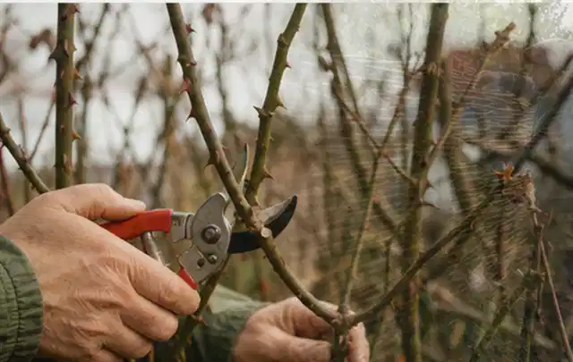 Hände schneiden einen älteren Rosenstrauch mit einer sauberen Gartenschere; Thema Zimmerpflanzen, Schwerpunkt Pflanzpartner; Umsetzung.