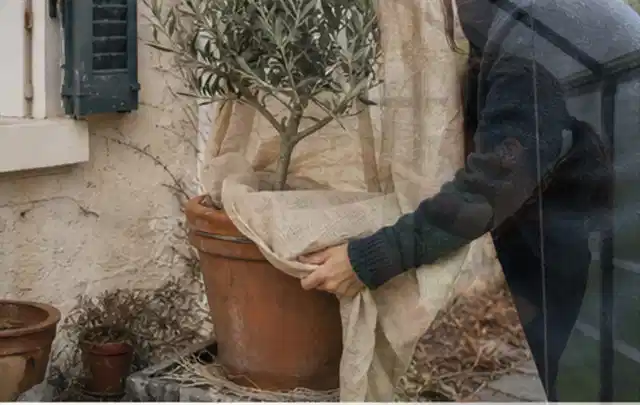 Person umhüllt eine mediterrane Kübelpflanze mit atmungsaktivem Winterschutz; Thema Zimmerpflanzen, Schwerpunkt Pflanzpartner; Kontrolle.