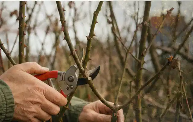 Hände schneiden einen älteren Rosenstrauch mit einer sauberen Gartenschere; Thema Zimmerpflanzen, Schwerpunkt Problemlösung; Umsetzung.