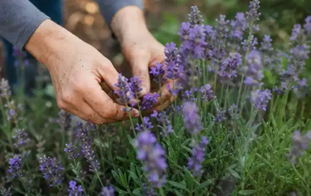 Hände pflegen blühenden Lavendel in einem natürlich angelegten Gartenbeet; Thema Zimmerpflanzen, Schwerpunkt Problemlösung; Kontrolle.