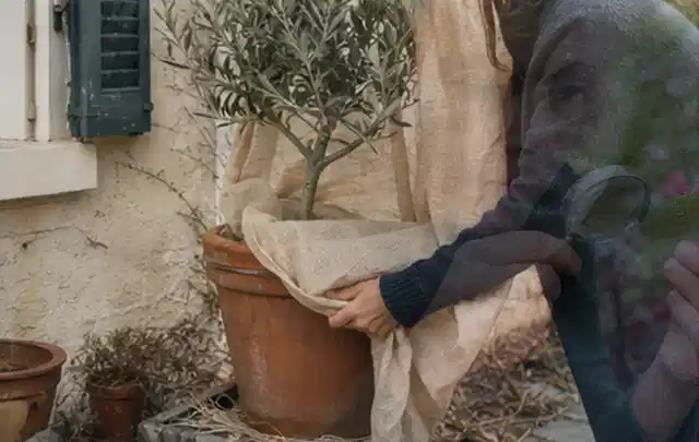 Person umhüllt eine mediterrane Kübelpflanze mit atmungsaktivem Winterschutz; Thema Zimmerpflanzen, Schwerpunkt Problemlösung; Praxisalltag.